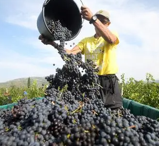 了解克罗地亚葡萄酒品种多少呢？
